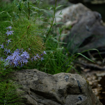 Creekside Restoration: Delicate Blooms at the Water’s Edge