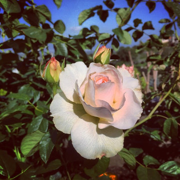 Rose Garden Design and Consulting