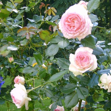Garten für eine Villa in Brandenburg