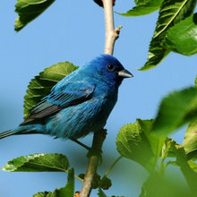 birds