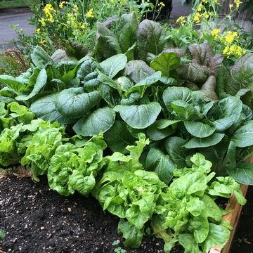 Edible Garden Gallery