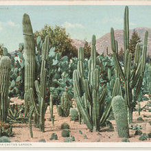 cactus