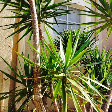Desert garden