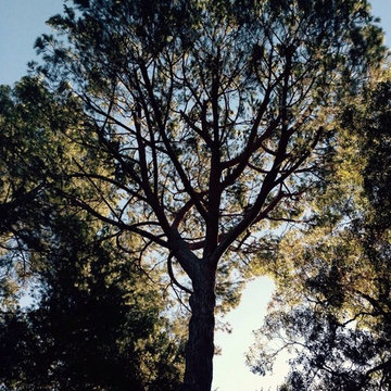 Our Tree Services