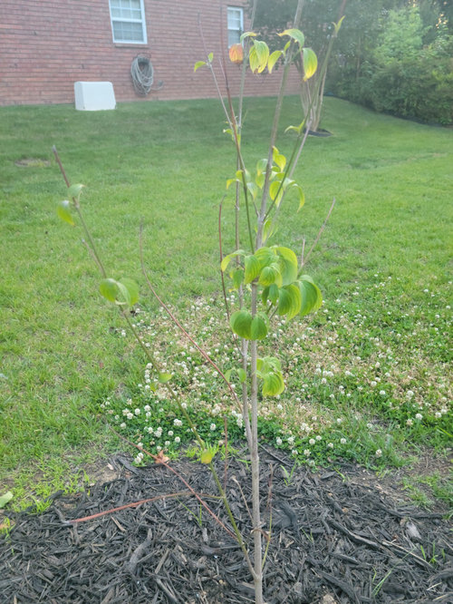 My Dogwood Tree