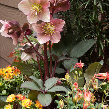Great Design Plants