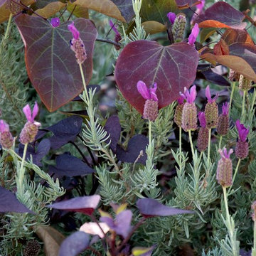 Garden Front Entry with Purple Mix