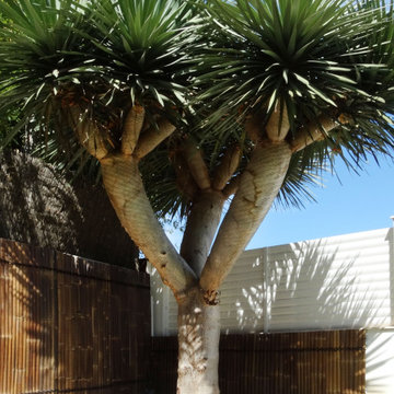 Diseño de un jardín con pradera de césped y toques tropicales