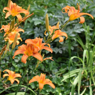Our Townhouse Garden, 2018
