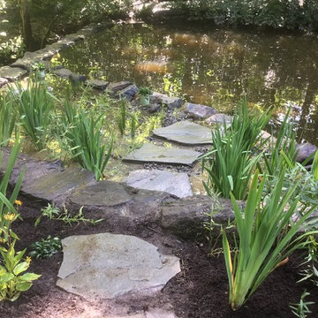 Swimming Pond Restoration & Native Bog Garden in White Plains, NY