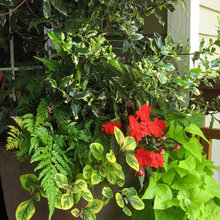 garden ideas