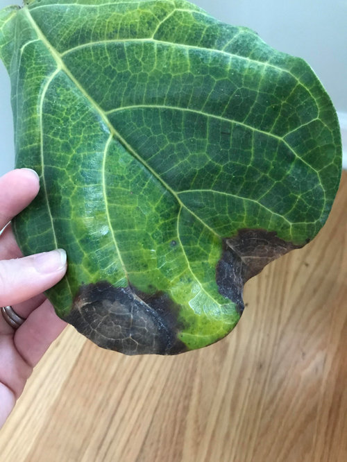 Fiddle Leaf Fig showing signs of overwatering, but I water every 2 wks