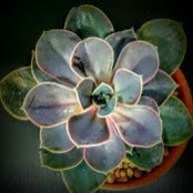 Gloria Castillo's photo