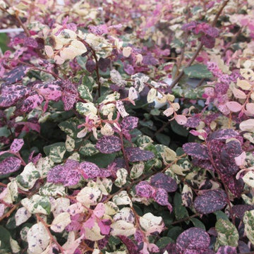 Jazz Hands Variegated Loropetalum