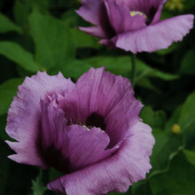 Garden flowers