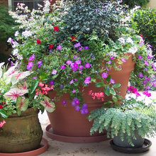 Texas Gardening