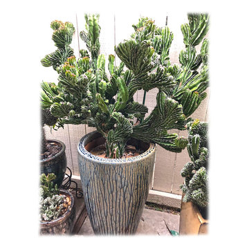 Succulent as Sculpture