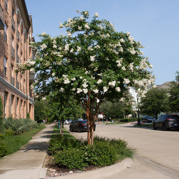 Natchez Crape Myrtle
