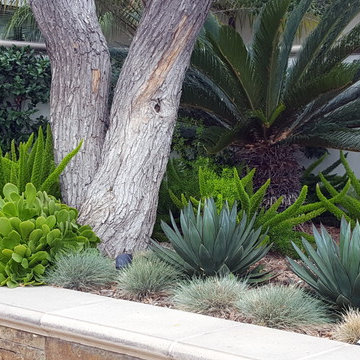 Agave Garden