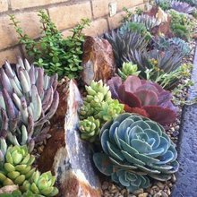 Plants & Landscaping