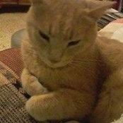 Josette Fabri's photo
