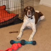 Foto von Tucker Gsp