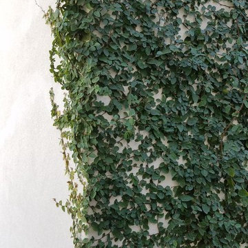 Ficus pumila_Creeping Fig Vine