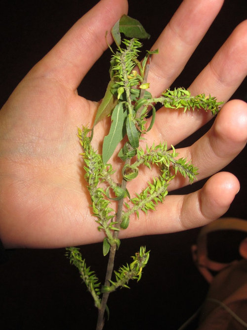 Willow Species Identification