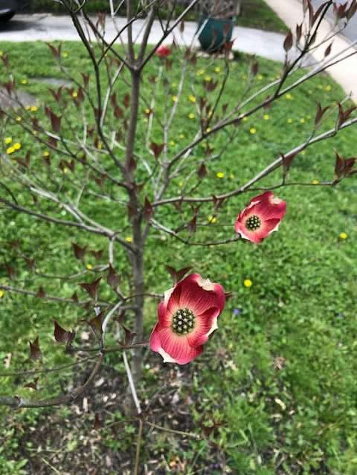 what is dogwood used for