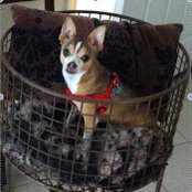 Peppy Pepe's photo