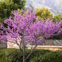 2025 Landscaping ideas