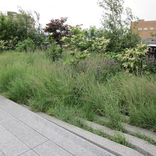 garden natives
