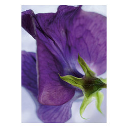 American Wallpaper & Design - Purple Flower Mural Wallpaper - Wallpaper