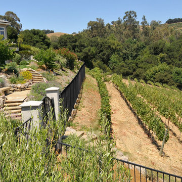 Residiential private vineyards designed, constructed, installed and managed