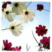 Elizabeth Cottrells foto