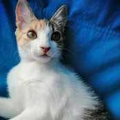 Alina Costache's photo