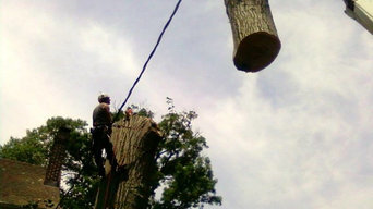 Tree Removal