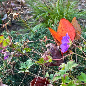 Geranium and leaf