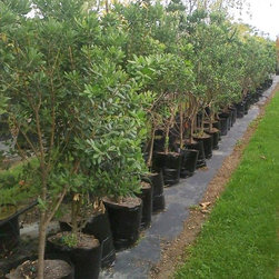 Large grade trees - Products