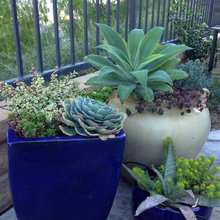 patio landscape