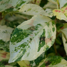 plants