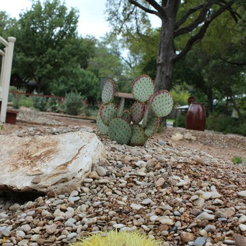 Cacti Paradise