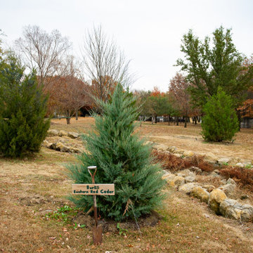 Evergreen Trees & Shrubs