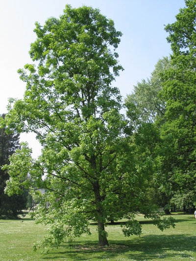 Сад Bur Oak Tree