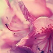 Rajia Saeed's photo