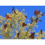 Pat Lane's photo