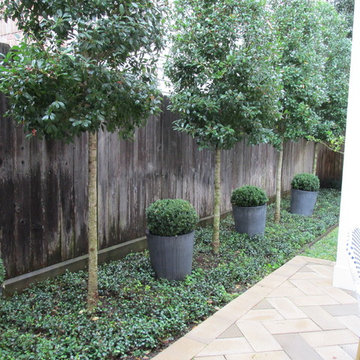 Back Yard Fence Line