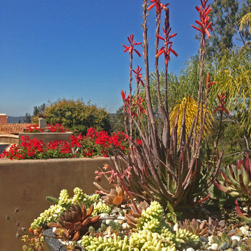 Low Water Landscape, Rancho Santa Fe, CA