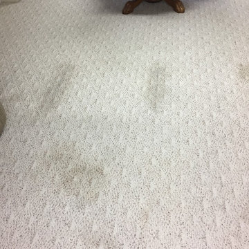 Bloomingdale Basement Berber Carpet Cleaning