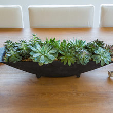 succulents